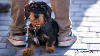 Corona-Ticker Schwaben: Mindelheim - keine Hunde bei Montagsdemo - BR24