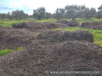 Bari, scarti di olive sversati in un terreno a Santo Spirito - AmbienteAmbienti