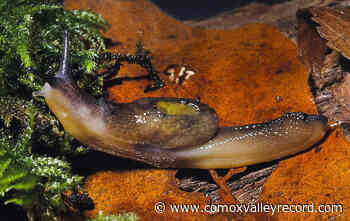 Scientist leaping to the defence of Vancouver Island’s dwindling jumping slug - Comox Valley Record