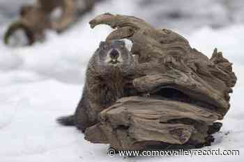 Groundhog Day: Shubenacadie Sam, Wiarton Willie disagree on weather forecast - Comox Valley Record