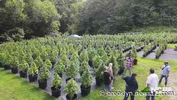 Online applications open for Connecticut retail marijuana licenses - News 12 Brooklyn