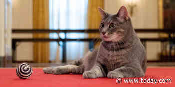 Meet Willow! Joe and Jill Biden have welcomed a new cat to the White House