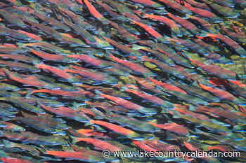 Sponsor a salmon with the Kingfisher Interpretive Centre – Lake Country Calendar - lakecountrycalendar.com