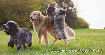 Most popular dog breeds have been revealed - Grimsby Live