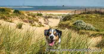 Mystery dog illness may be canine coronavirus as vets issue advice - Grimsby Live