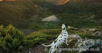 Top 10 most beautiful dog walking locations in Britain - Grimsby Live