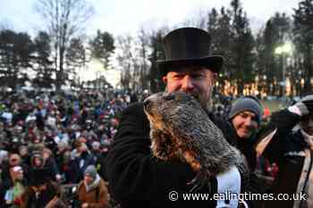 Punxsutawney Phil predicts six more weeks of winter - Ealing Times