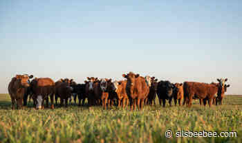 King Ranch Inc. announces expansion to Jasper - Silsbee Bee