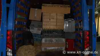 Polizei entdeckt 37 Tiere in überladenem Transporter - darunter Esel, Stinktiere und Schwäne