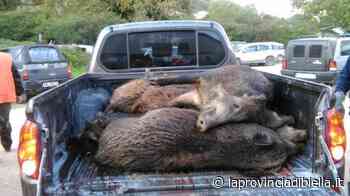 Coldiretti Vercelli-Biella – Peste Suina Africana: urgente erogare i fondi - La Provincia di Biella