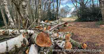 Mass tree culling at Sutton Coldfield beauty spot golf course needed to ‘restore natural habitat’ - Birmingham Live