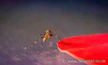 Mosquitoes are drawn to specific colours including red, orange and black