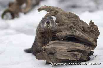 Groundhog Day: Shubenacadie Sam, Wiarton Willie disagree on weather forecast - Quesnel Cariboo Observer