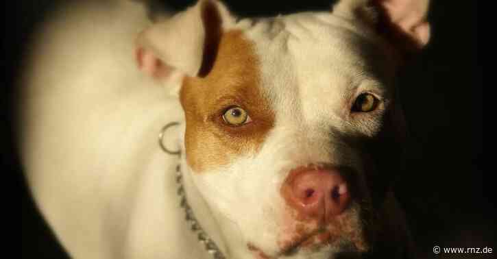 Mannheim:  Frau findet Pitbull-Welpen und bietet sie im Internet an