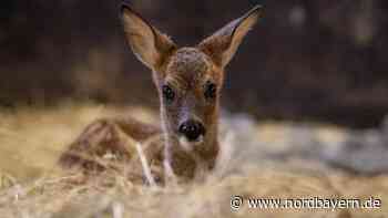 Totes Rehkitz an Wanderweg angebunden: PETA erstattet Anzeige - Nordbayern.de