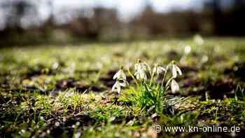 Bis zu 15 Grad und Sonne: Kommt der Frühling schon im Februar?