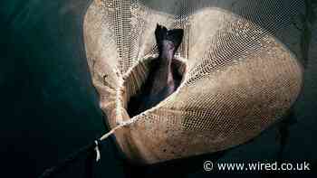 A New Database Reveals How Much Humans Are Messing With Evolution