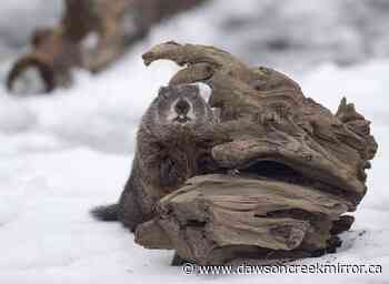 Groundhog Day: Shubenacadie Sam, Wiarton Willie disagree on weather forecast - Dawson Creek Mirror