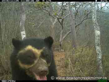 BC research shows protected areas are indeed saving mammals - Dawson Creek Mirror