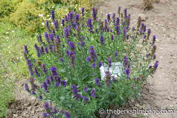 GARDENER'S CHECKLIST: Week of February 3, 2022 - theberkshireedge.com