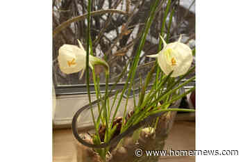 Kachemak Gardener: Encouragement for the growing season ahead - Homer News