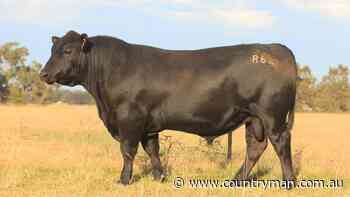 Black Market Angus bulls backed by genetic value - The West Australian
