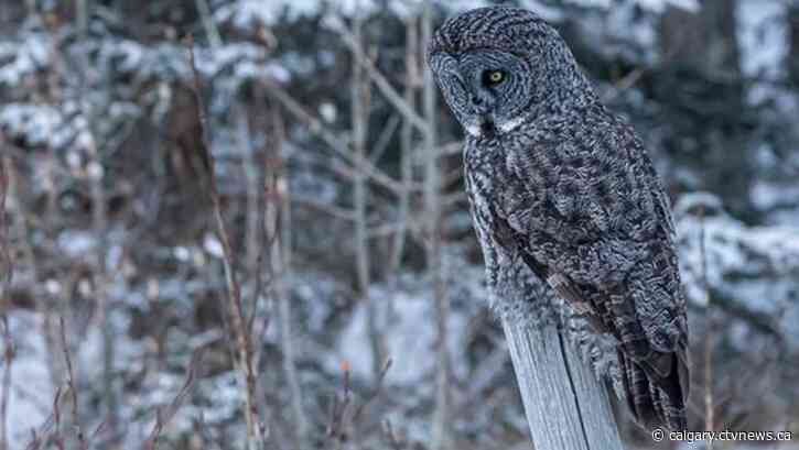 Warm west wind for Calgary today