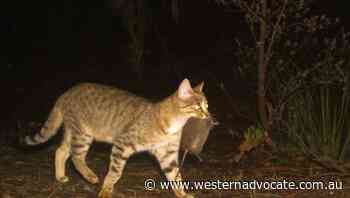 Cameras may help protect Tassie wildlife - Western Advocate