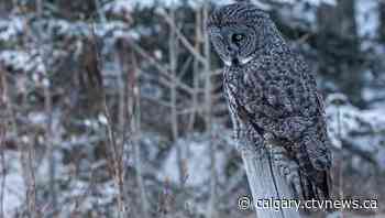 CTV Calgary weather for Friday, Feb. 4 | CTV News - CTV Edmonton