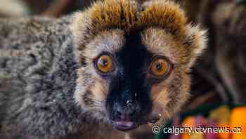 Calgary Zoo announces death of senior red-fronted lemur - CTV News Calgary