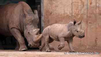 Tragödie im Erfurter Zoo: Zwei Nashörner gestorben - Ursache unklar