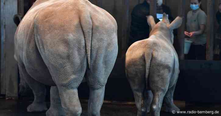 Mysteriöses Nashornsterben im Erfurter Zoo