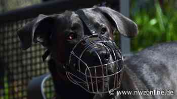 Beißvorfall in Apen: Wann gilt ein Hund überhaupt als gefährlich? - Nordwest-Zeitung