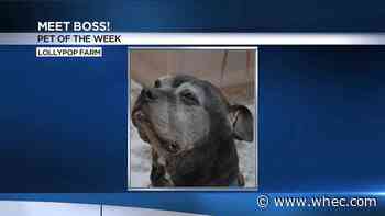 Pet of the Week: Boss