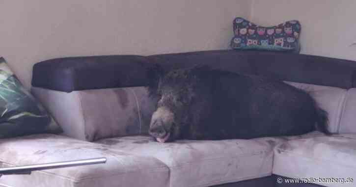 Wildschwein auf Wohnzimmercouch: «Rufen Sie die Polizei»