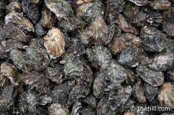 US, EU agree to resume oyster and mussel trade, ending 10-year dispute