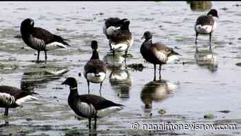 Brant geese migration triggers annual beach closures to dogs - Nanaimo News NOW