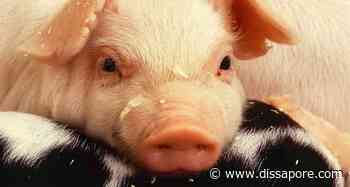 Peste suina, San Daniele e Parma non comprano più la carne del Piemonte - dissapore