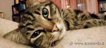 Il gattino Profumo ucciso ad Arco da una fucilata: “Siamo sconvolti ed impauriti”. Il sindaco Betta: “E' un gesto criminale” - il Dolomiti