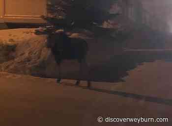 VIDEO: Moose on north end of Weyburn - DiscoverWeyburn.com