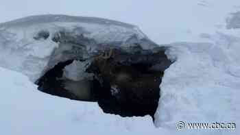 Labrador hunters rescue moose that fell in L'Anse au Loup Brook