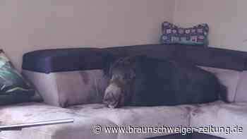 Tierischer Polizeieinsatz: Wildschwein schlummert auf Couch