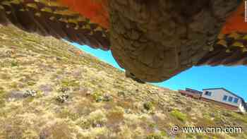 Parrot steals a GoPro and films its getaway