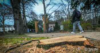 Fällungen in Bonn: Abschied von den Baumriesen am Alten Friedhof - General-Anzeiger Bonn