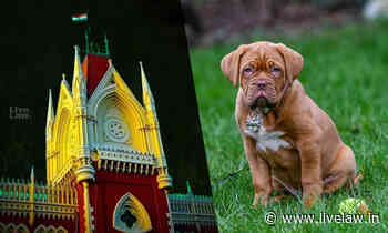 Unconditionally Undertakes To Take Good Care: Calcutta High Court Directs NGO To Return French Mastiff... - Live Law