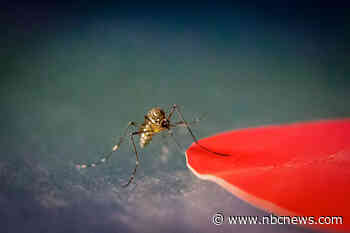 Seeing red: Mosquito vision tailored to our skin, researchers find