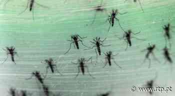 Investigadores de Coimbra desenvolvem produtos para controlo do mosquito que transmite doenças - RTP
