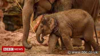 Vaccine trial for killer elephant virus begins