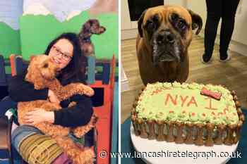 Blackburn with Darwen: Woman selling dog friendly birthday cakes - Lancashire Telegraph