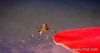 You might be a mosquito target if you wear these colors     - CNET